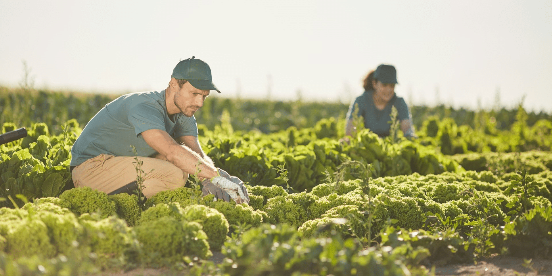 How Extreme Weather Conditions Are Impacting Southern US Agriculture