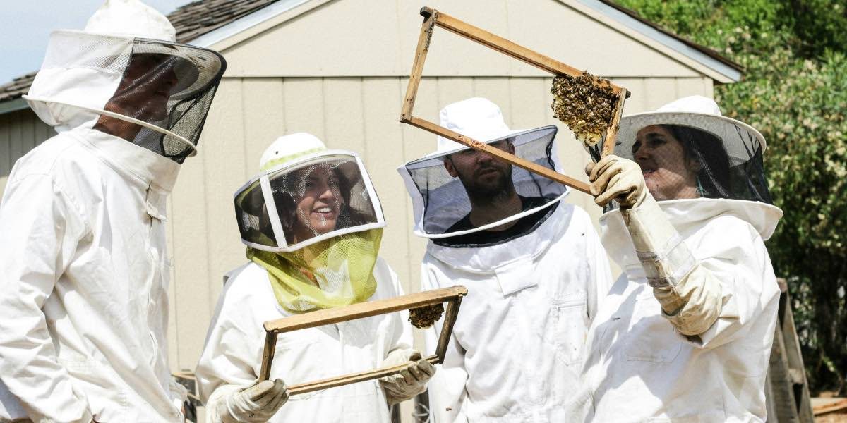 How Urban Beekeeping is Enhancing Dallas' Sustainability Efforts